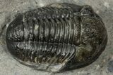 Detailed Gerastos Trilobite Fossil - Morocco #347352-2